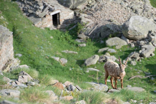 Bouquetin isolé cerf longhorn mouton Steinbock