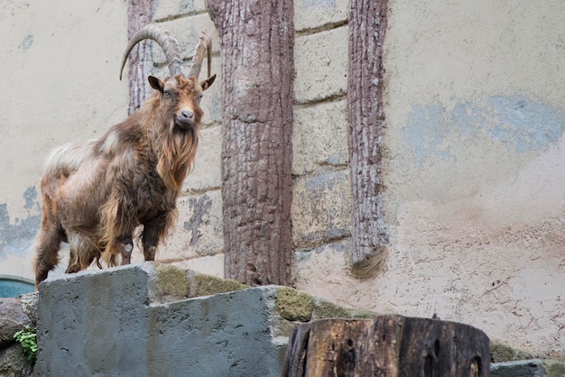 bouquetin longhorn mouton cerf gros plan portrait