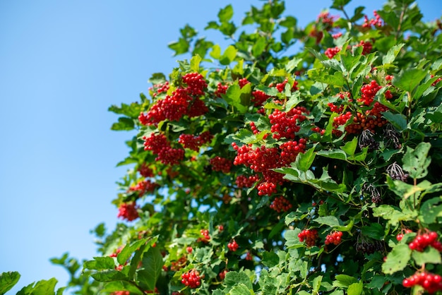 Bouquets de baies de viorne rouge vif poussant sur bush parmi de larges feuilles vertes dans le jardin de campagne à la lumière du soleil d'été libre