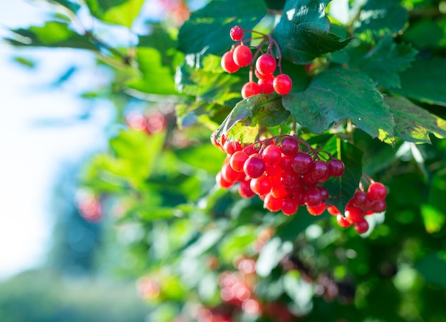 Bouquets de baies de viorne rouge vif poussant sur bush parmi de larges feuilles vertes dans le jardin de campagne à la lumière du soleil d'été libre