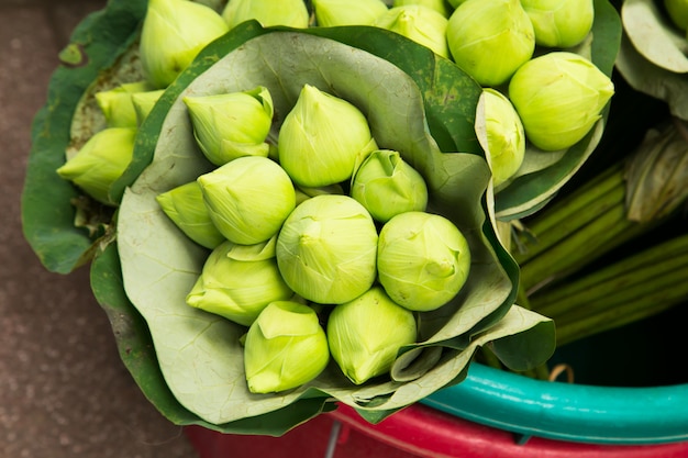 Bouquets de boutons de lotus frais au temple thaïlandais