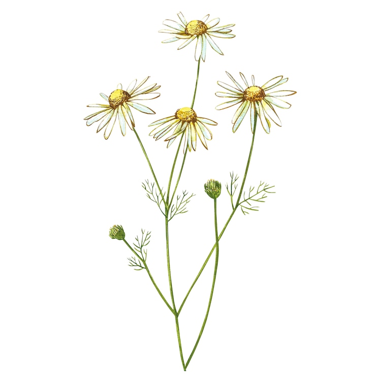 Bouquets de camomille ou de marguerite, fleurs blanches. Croquis botanique réaliste