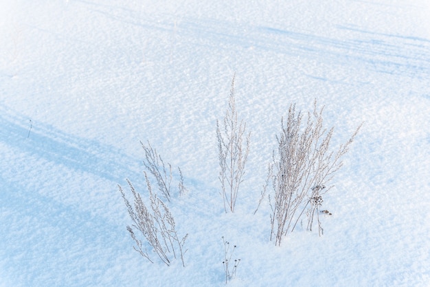 Des bouquets d'herbe de prairie sauvage sèche poussent sur une zone enneigée