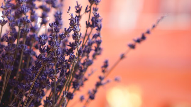 Bouquets de lavande séchée sur fond flou clair