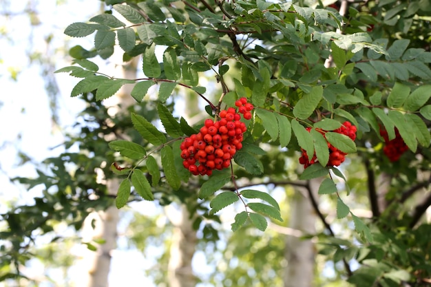 Bouquets de Rowan sur une branche d'arbre