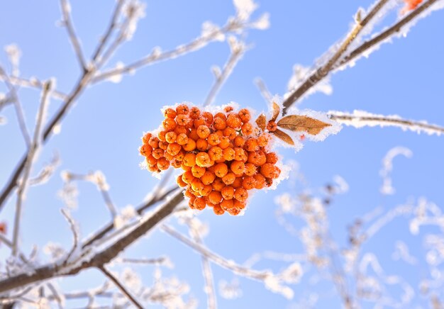 Bouquets de sorbier en hiver. Baies rouges lumineuses couvertes de neige contre un ciel bleu