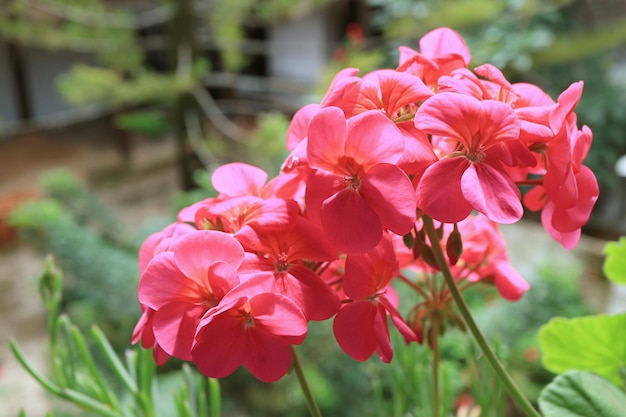 Bouquets de superbes pélargonium géranium rose vif fleurissant au soleil