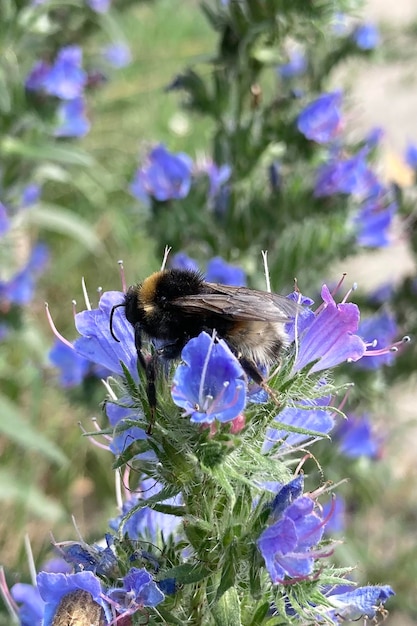 Bourdon assis sur Echium vulgare close up