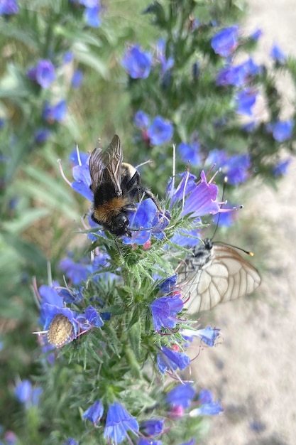 Bourdon assis sur Echium vulgare close up