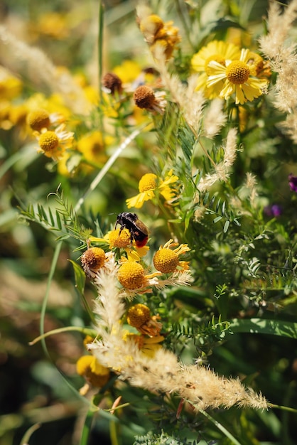 Photo un bourdon assis sur des fleurs sauvages jaunes