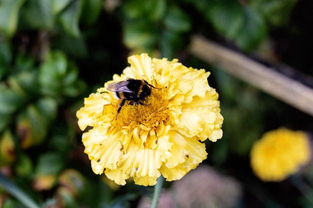 Bourdon assis sur un gros plan de fleur jaune