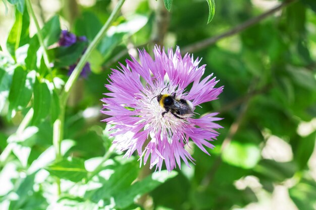 Bourdon assis sur un gros plan de fleur pourpre