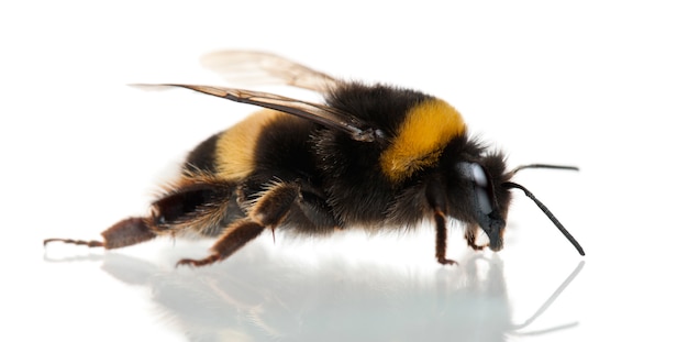 Bourdon, Bombus sp., Sur blanc isolé