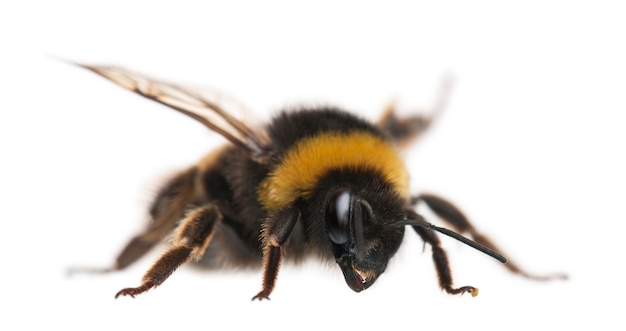 Bourdon, Bombus sp., Sur blanc isolé