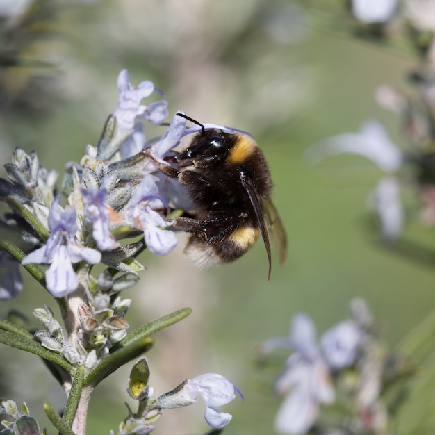 Bourdon cueillant des fleurs de romarin en été