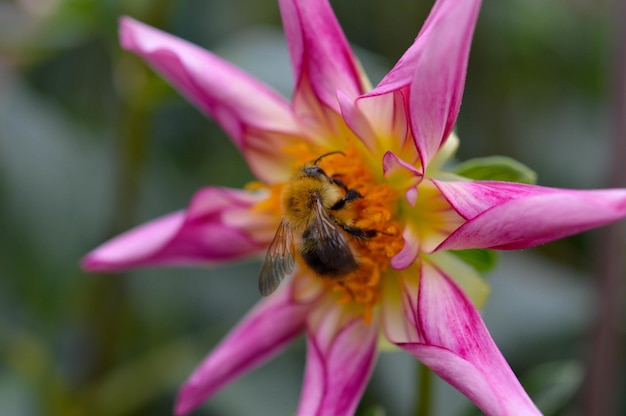 Bourdon sur un dahlia rose et jaune macro gros plan