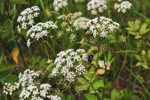 Bourdon est assis sur de petites fleurs blanches