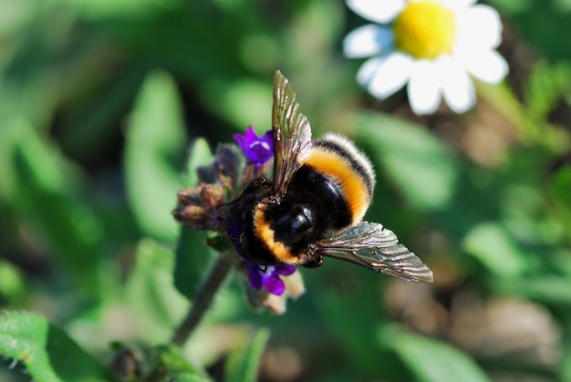 Bourdon en été