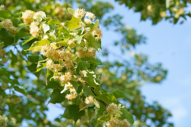 Un bourdon extrait le pollen d'un tilleul Une grosse abeille recueillant le nectar d'une fleur jaune Un gros plan macro d'un bourdon recueillant le pollen d'une belle fleur