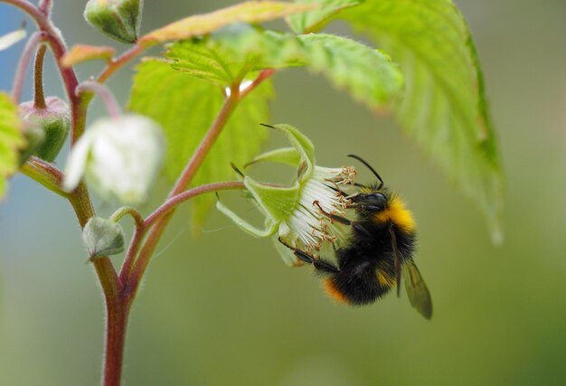 Bourdon sur une fleur à l'extérieur pendant la journée