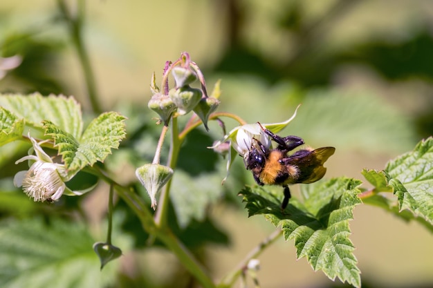 Bourdon sur une fleur de framboise recueillant le nectar au printemps