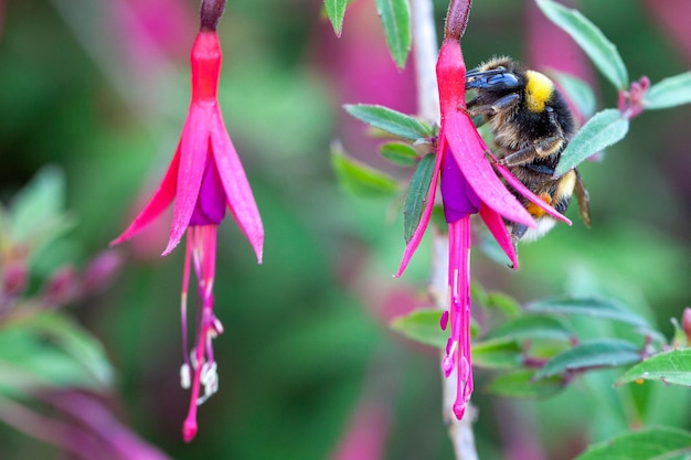 bourdon sur une fleur fuchsia regia pollinisation et biodiversité des espèces