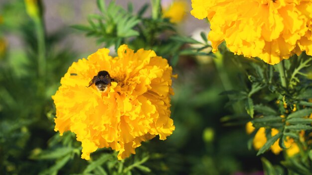 Bourdon sur une fleur jaune gros plan