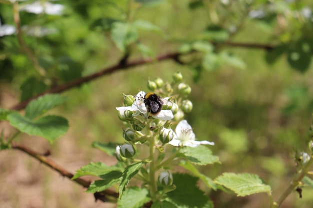 Bourdon sur une fleur de mûre