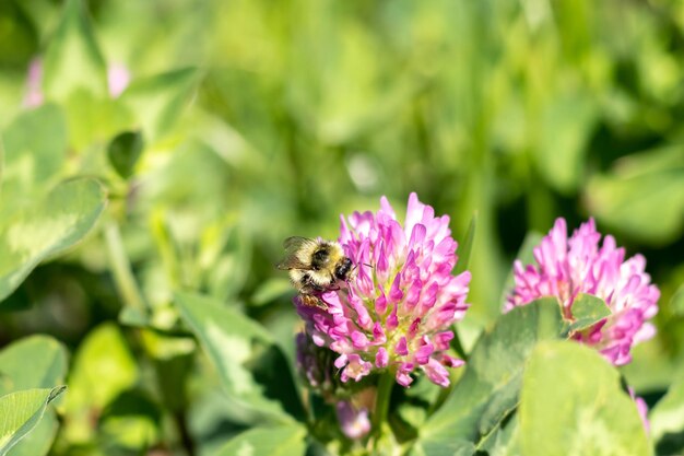 Bourdon sur une fleur de trèfle dans un pré vert flou