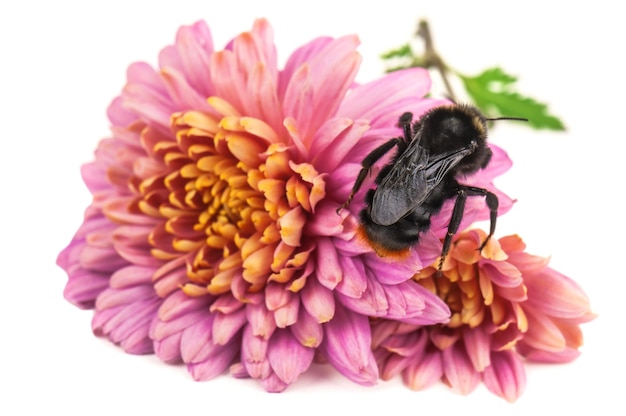 Bourdon sur fleur violette sur fond blanc