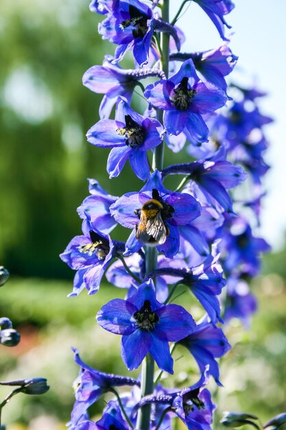 Bourdon sur une fleur violette à la recherche de quelque chose de savoureux