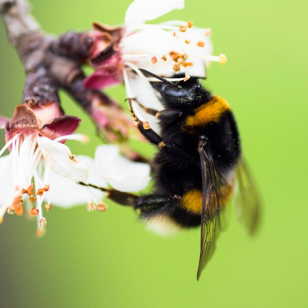 Bourdon sur fleur