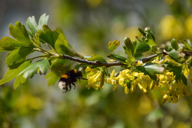 Bourdon sur les fleurs de groseille dorée