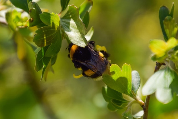 Bourdon sur les fleurs de groseille dorée