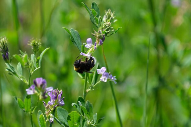 Bourdon gros plan sur une fleur violette dans la nature