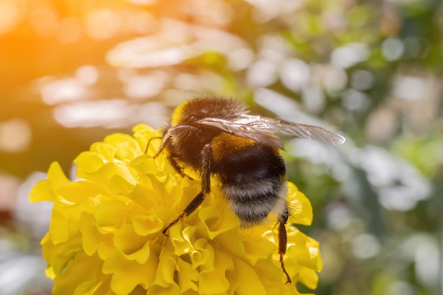 Bourdon en gros plan en macro sur une fleur jaune au soleil