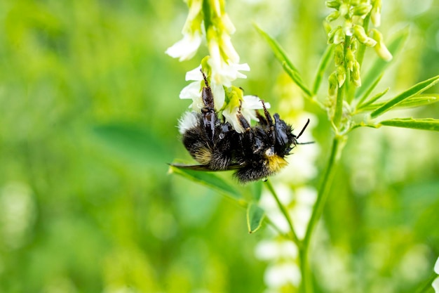 Bourdon humide sur fleur blanche gros plan fond vert naturel