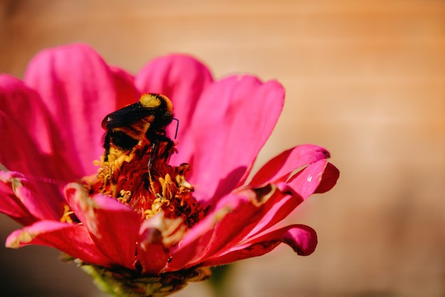 Bourdon à l'intérieur d'une fleur