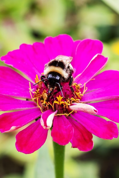 Bourdon sur une macro photo de fleur pourpre