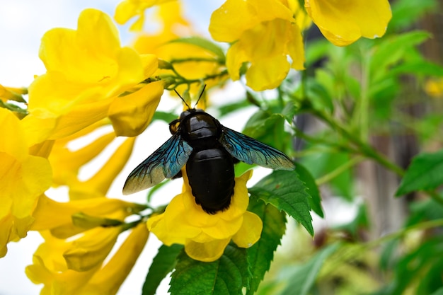 Bourdon noir sur une fleur jaune