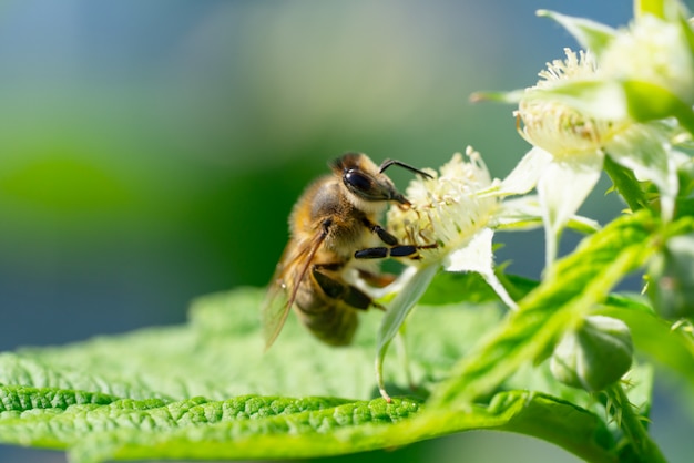 Bourdon ramassant du pollen sous le soleil d'été