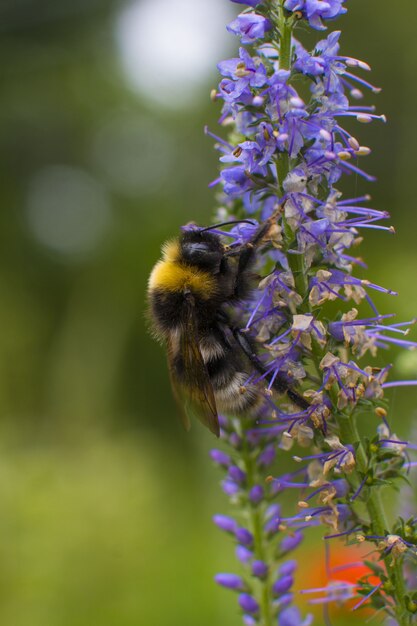 Le bourdon rayé recueille le pollen et le nectar sur la fleur. L'été