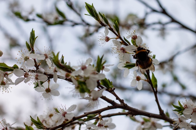 Bourdon recueillant le nectar d'un cerisier en fleurs blanches au printemps, pollinisant la fleur