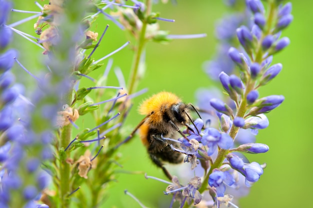 Le bourdon recueille le pollen sur une fleur pourpre.