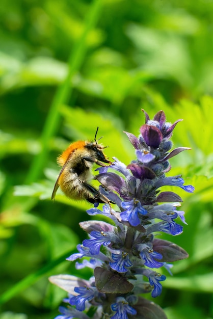 Bourdon se nourrissant de nectar sur une fleur macro de haute qualité