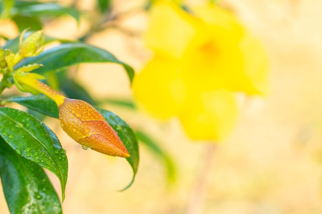 Bourgeon d'Allamanda cathartica (trompette dorée), avec une floraison jaune floue et des feuilles vertes en arrière-plan, dans un style flou doux et une couleur vintage, mise au point sélective.