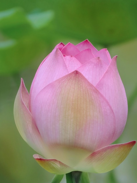 Photo ce bourgeon d'amour par le souffle mûrissant de l'été peut s'avérer une fleur magnifique quand nous nous rencontrerons à nouveau