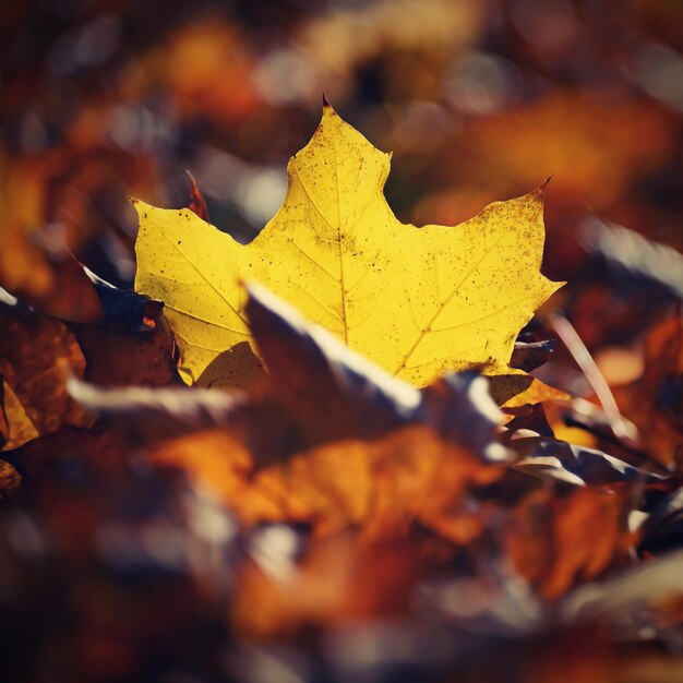 Bourgeon sur un arbre Printemps dans la nature