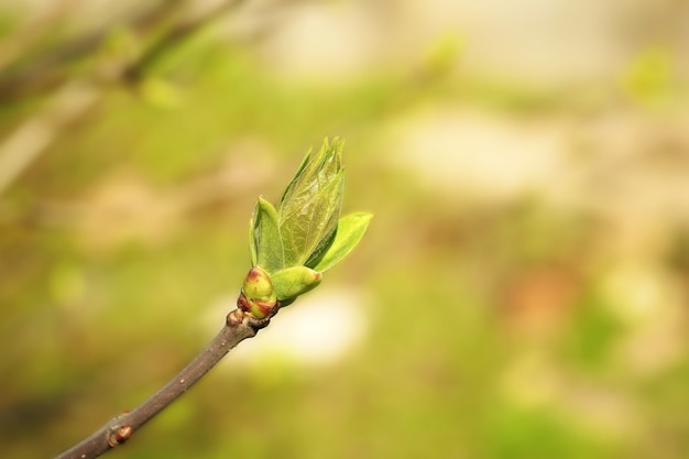 Bourgeon d'arbre vert Printemps