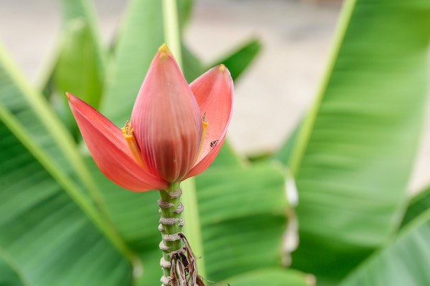 Bourgeon de banane dans le jardin, pollen de fleur de bananier avec fond de feuille de bananier vert.